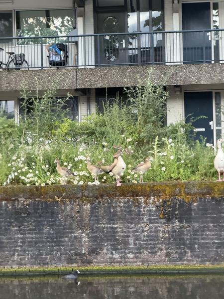 A serene outdoor scene captures several Egyptian Geese resting on a lush, wildflower-covered bank beside a canal at Marinierskade, Kattenburg, Amsterdam